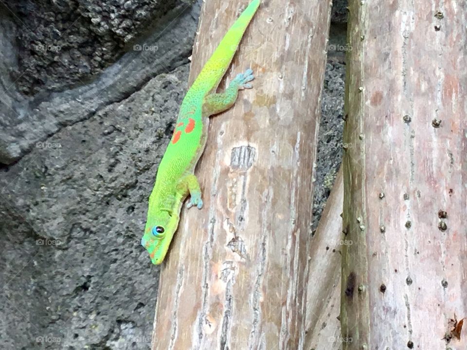 Watching me from a tree.