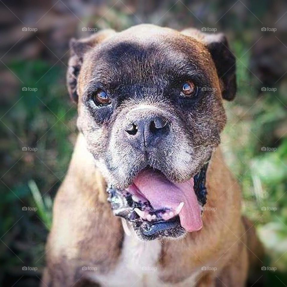 preciosidad de perro