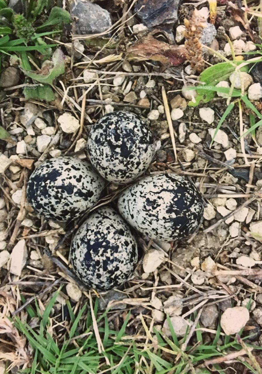 Nesting on the ground 