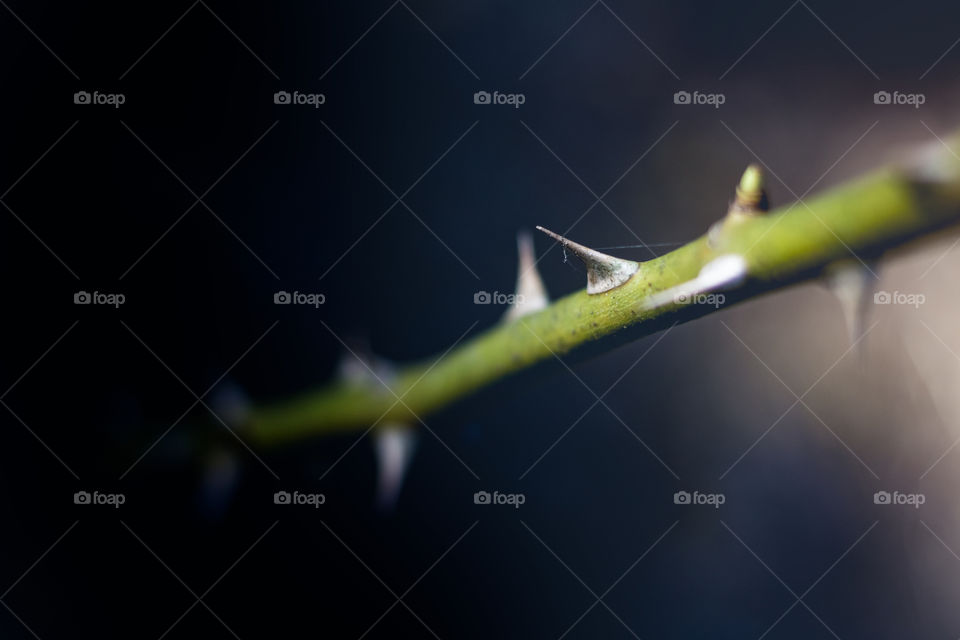 Rose Thorns