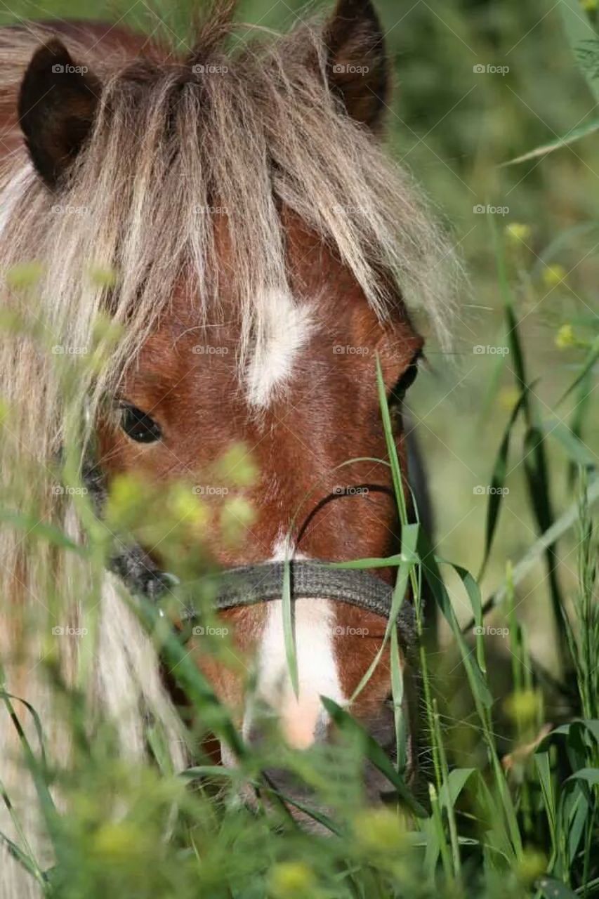 Bon Jovi in the grass