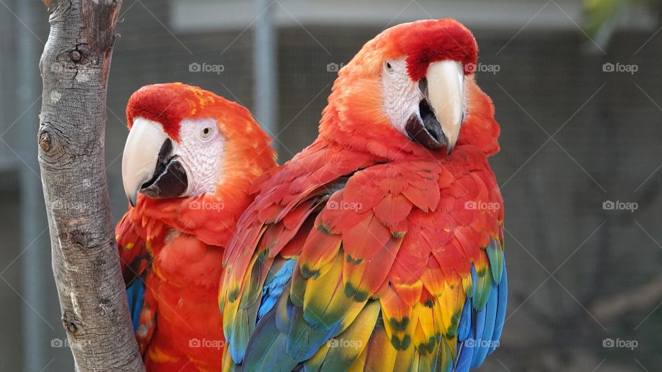 Pair of Macaws enjoying their perch in the sun