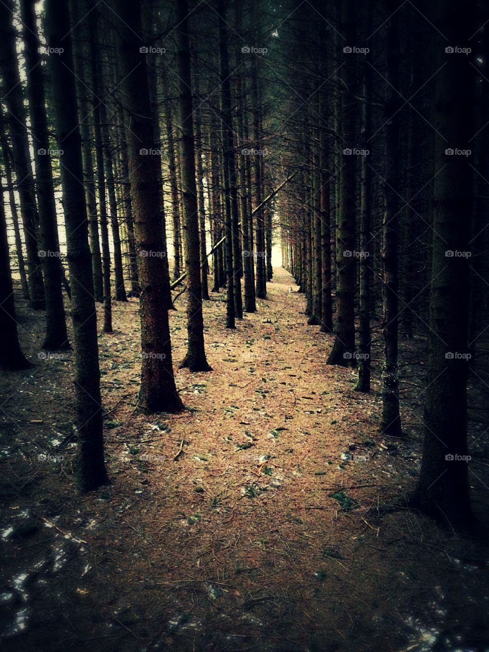 Forest sunlight. Sunlight through pine tree forest