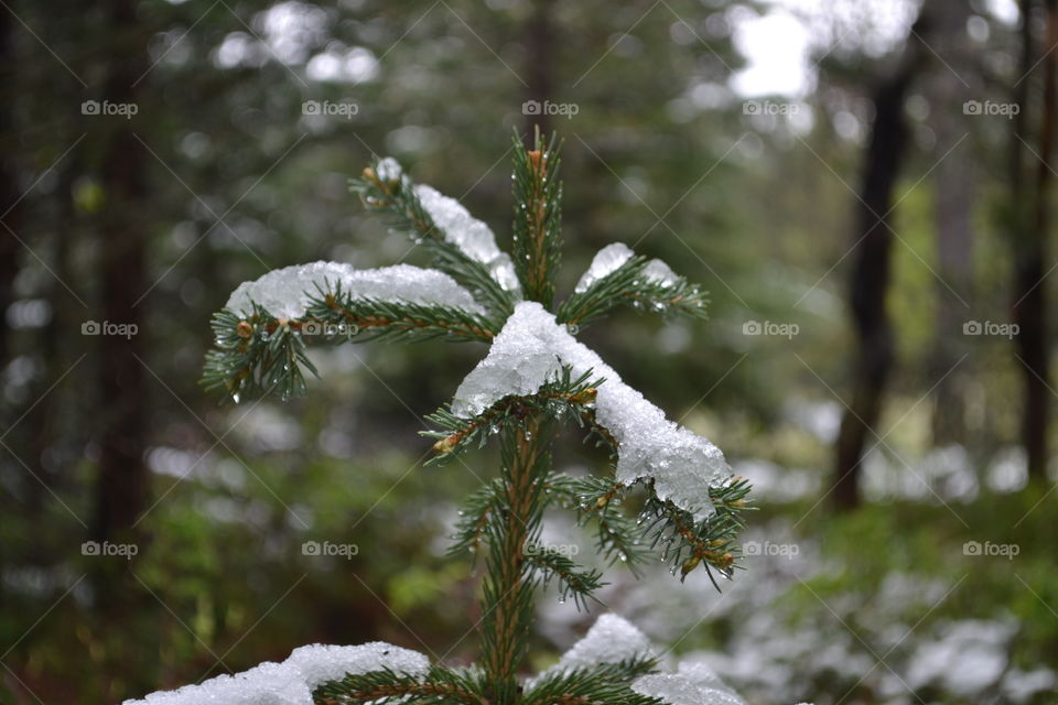 Spring thaw snow melting on pine tree bough in forest 