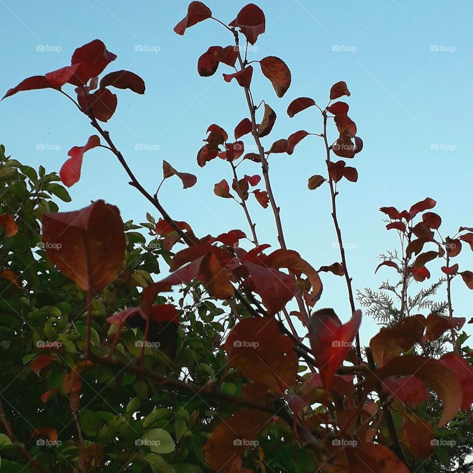 red autumn coloured leaves of an apple tree against blue sky