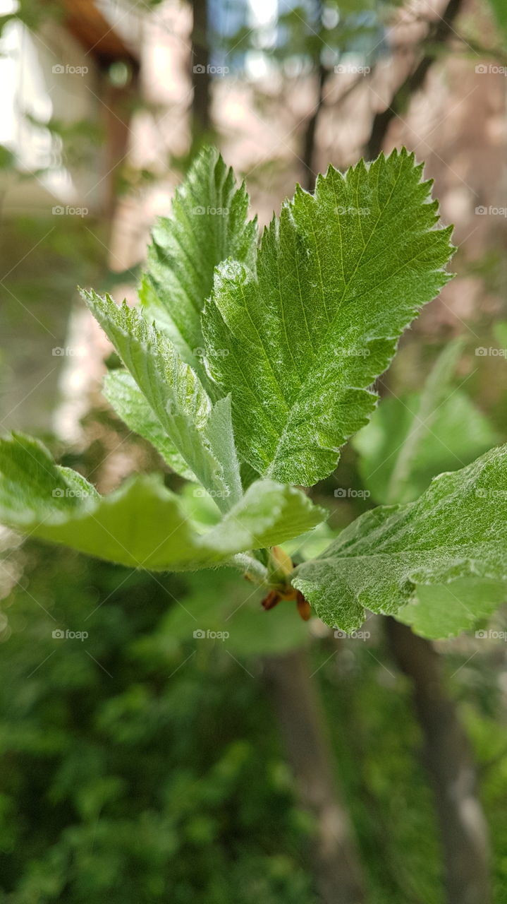 tree branch in spring