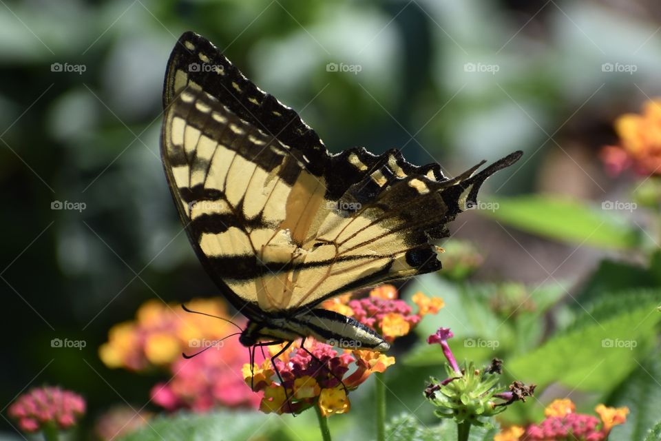 Butterfly On Colorful Flowers