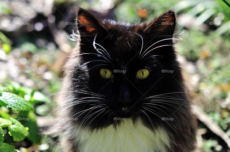 My Friend’s pet cat 