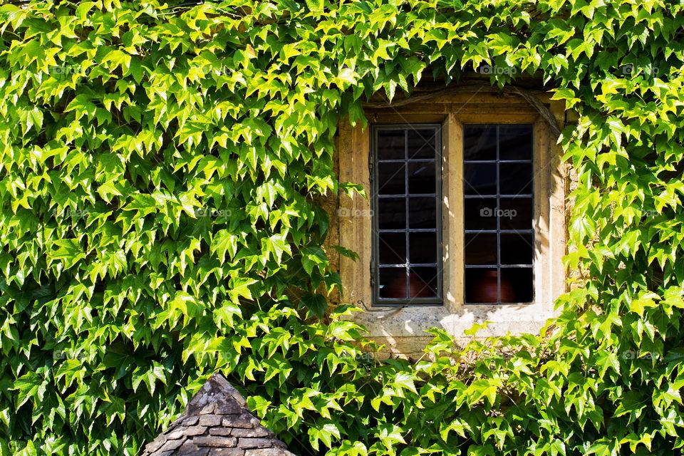 A single window in a stone house surrounded by the green leaves of a climbing ivy plant which covers the whole wall.