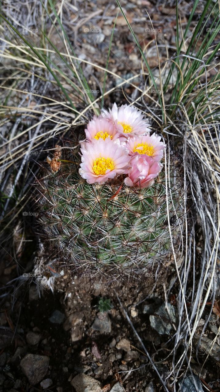 Colorado mountain cactus in bloom
