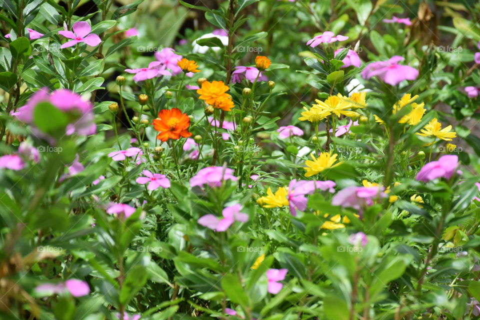Flower. Flowers in the garden