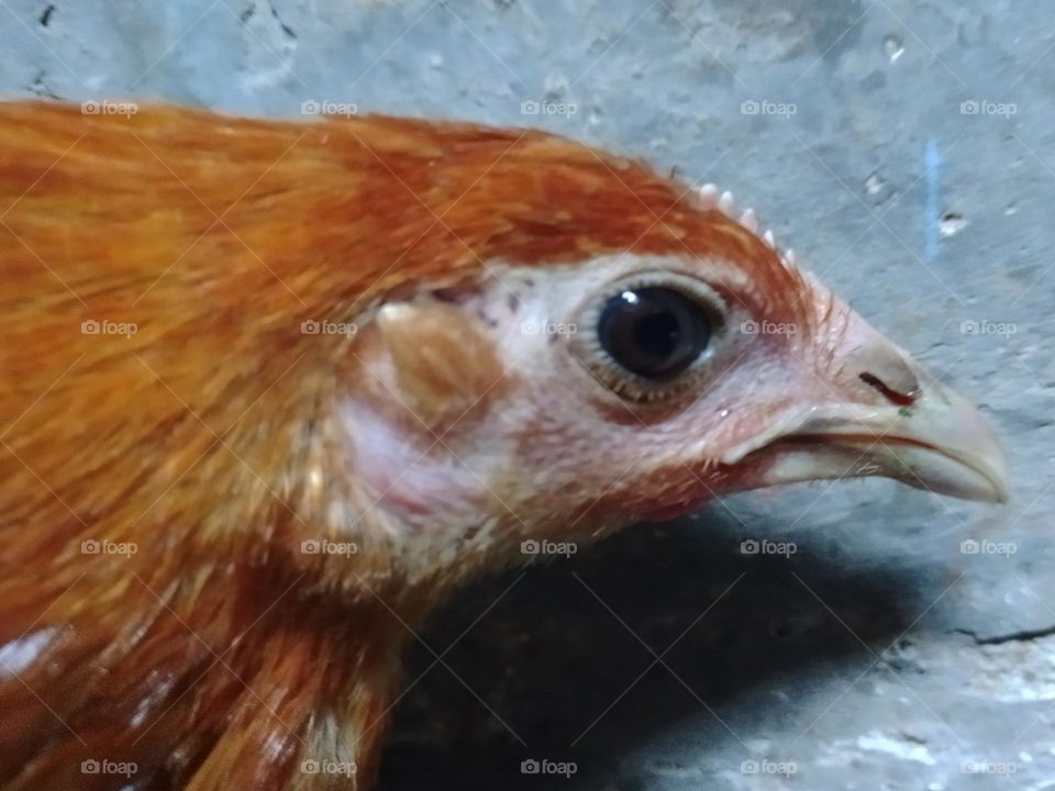 Editor’s choice:Photo of the week