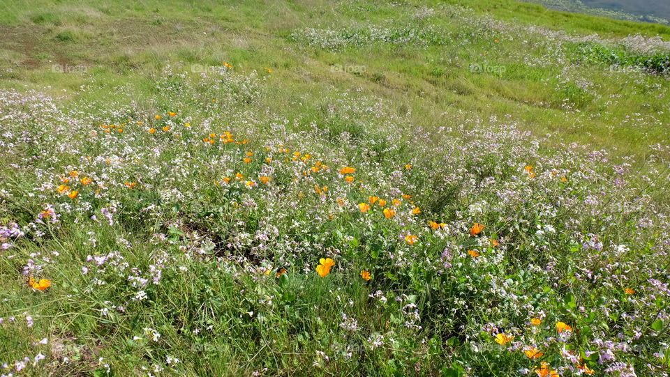 Wildflowers on hill slopes