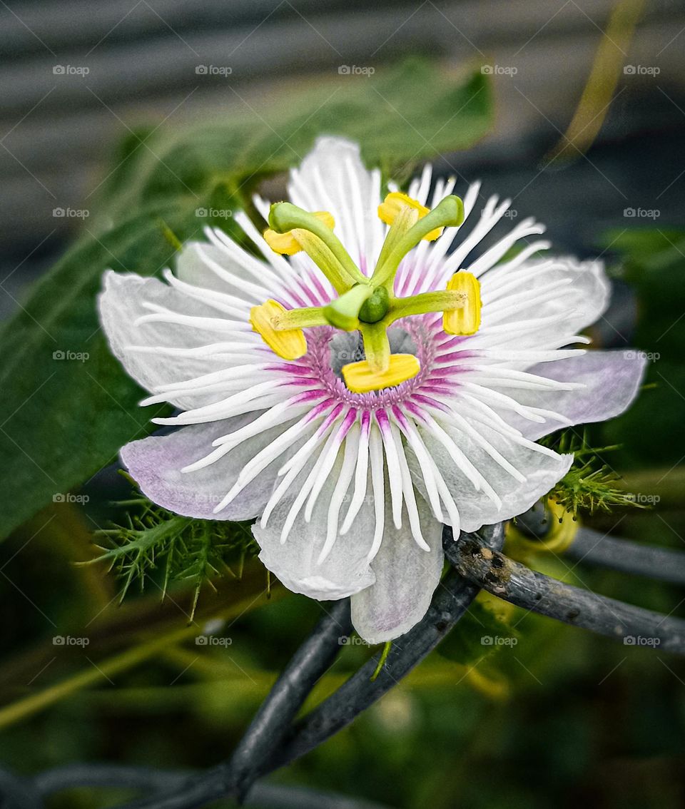 flower lover and natur lover 
Weird flower's