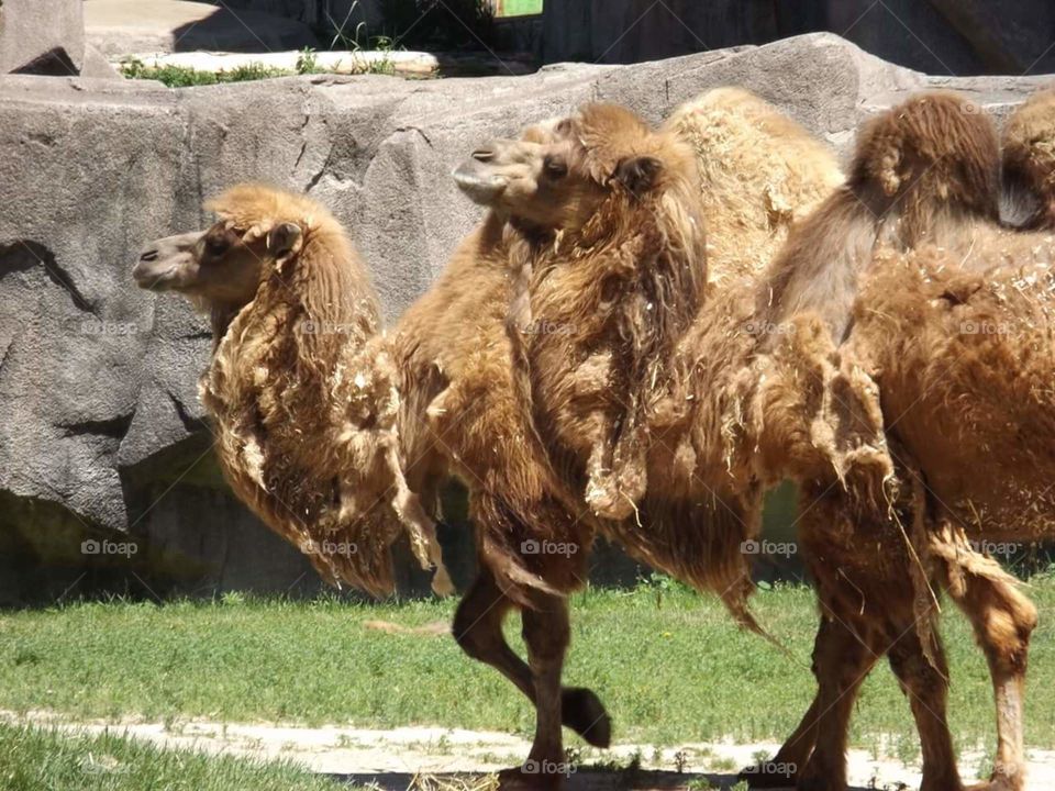 2 camels