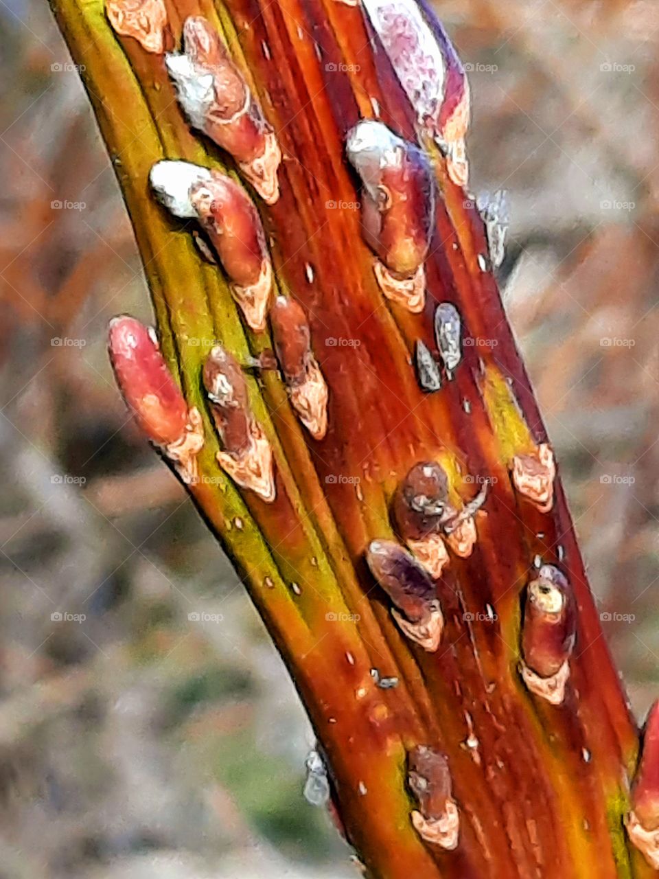 spring in the garden - tape like shoots of sachalin willow with catkins