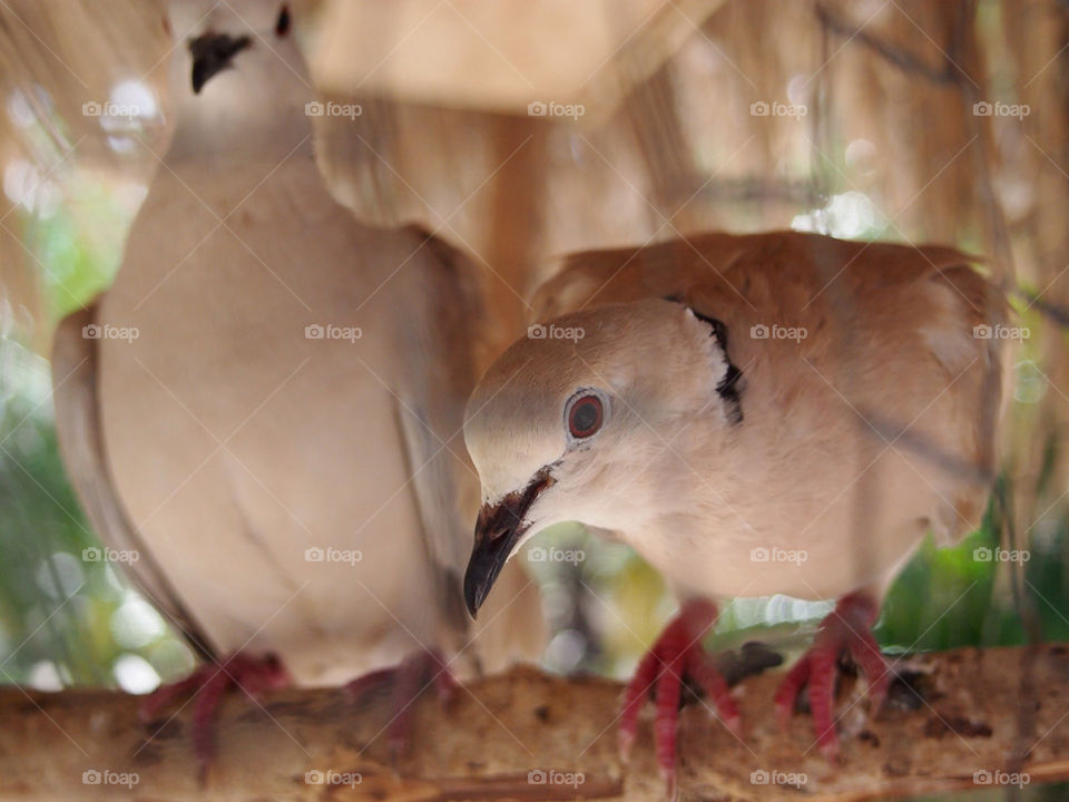 resort dove cuba by swatchtime