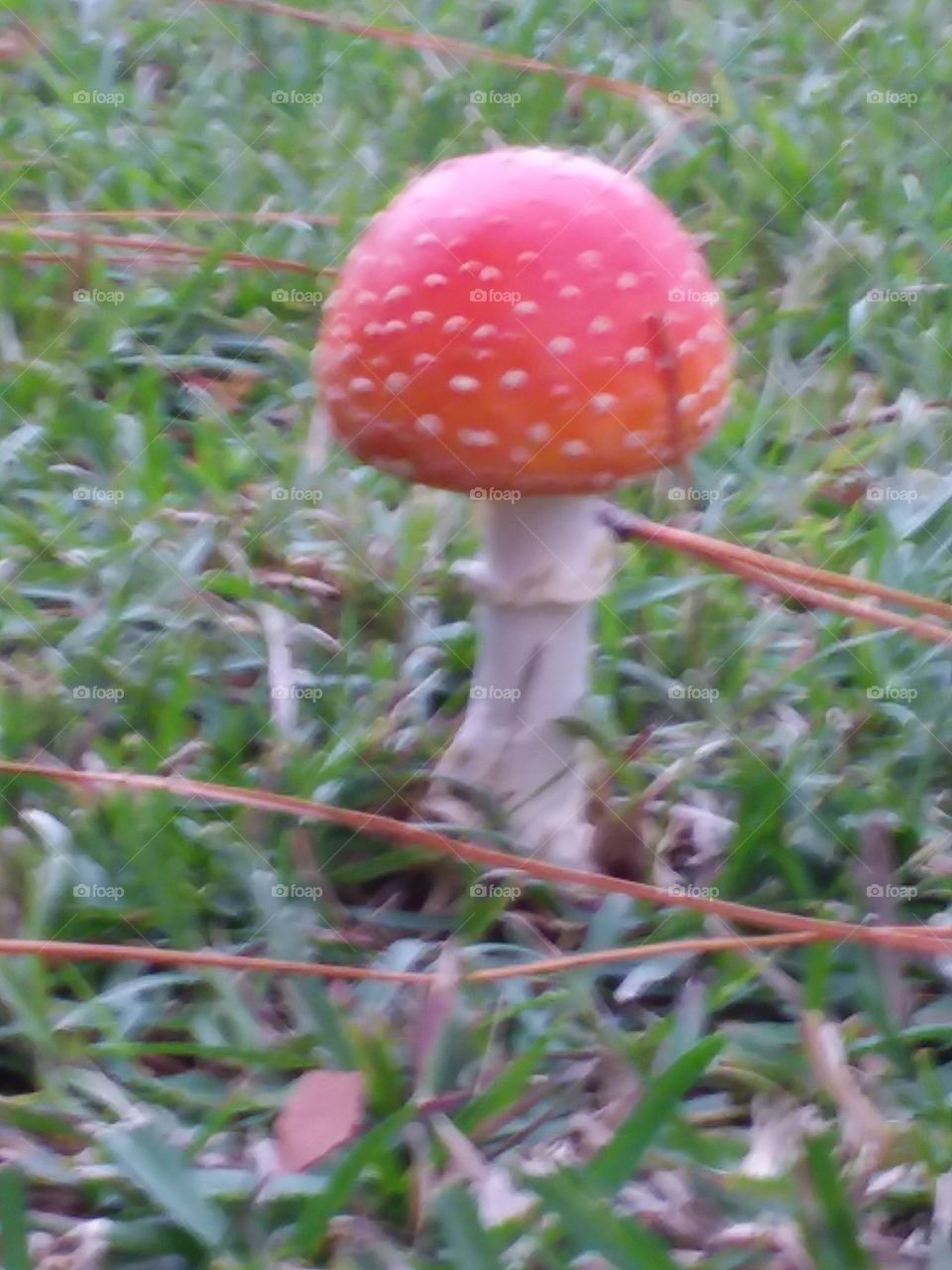 Tiny little mushroom growing all alone