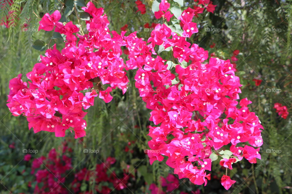 Beautiful flower at acre.
