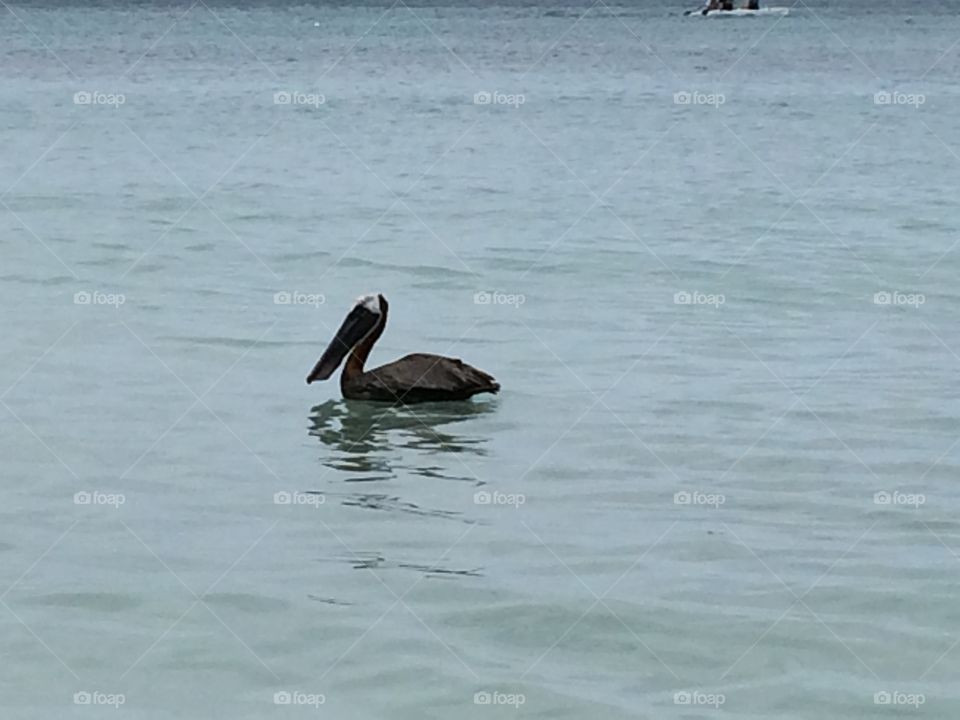 pelican looking for food