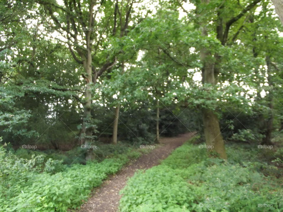 Woodland Track