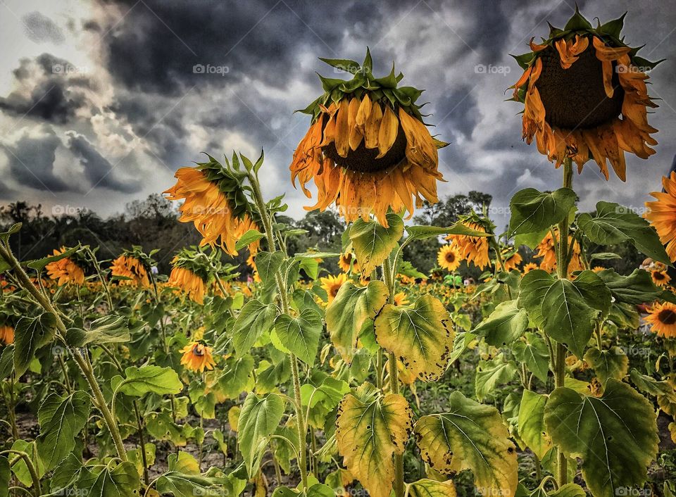 Even in darkness there is light. 