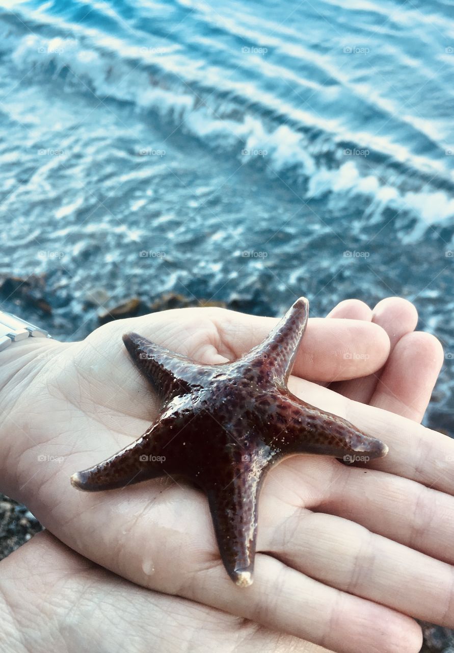 Beachcomber gently holds a beautiful orange sea star on the shoreline of Commencement Bay, a Puget Sound estuary of Washington State