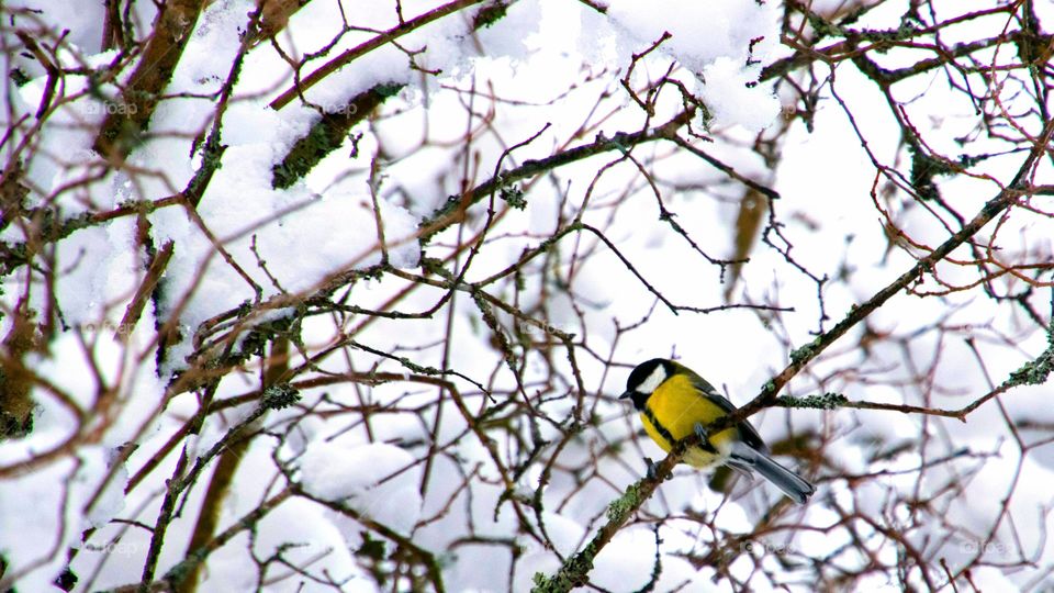 yellow-breasted chat in the winter snow