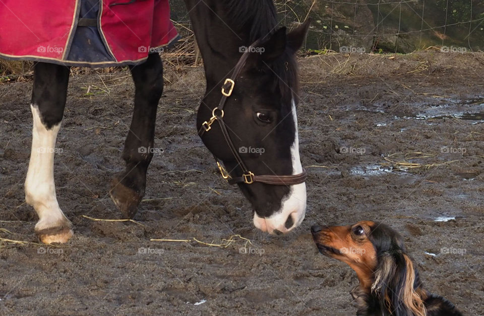 Horse greets dog. 