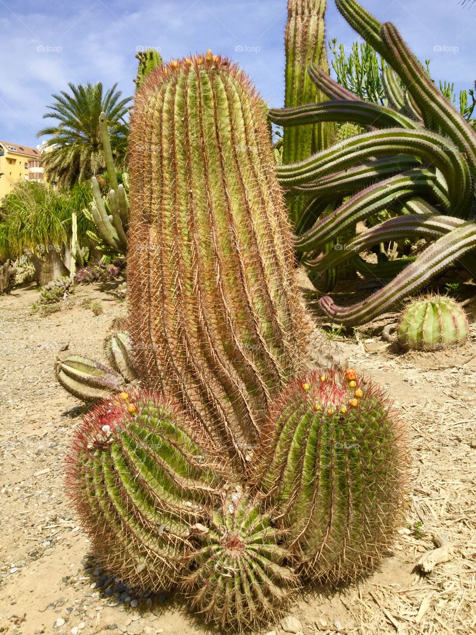 strange male cactus in Spain