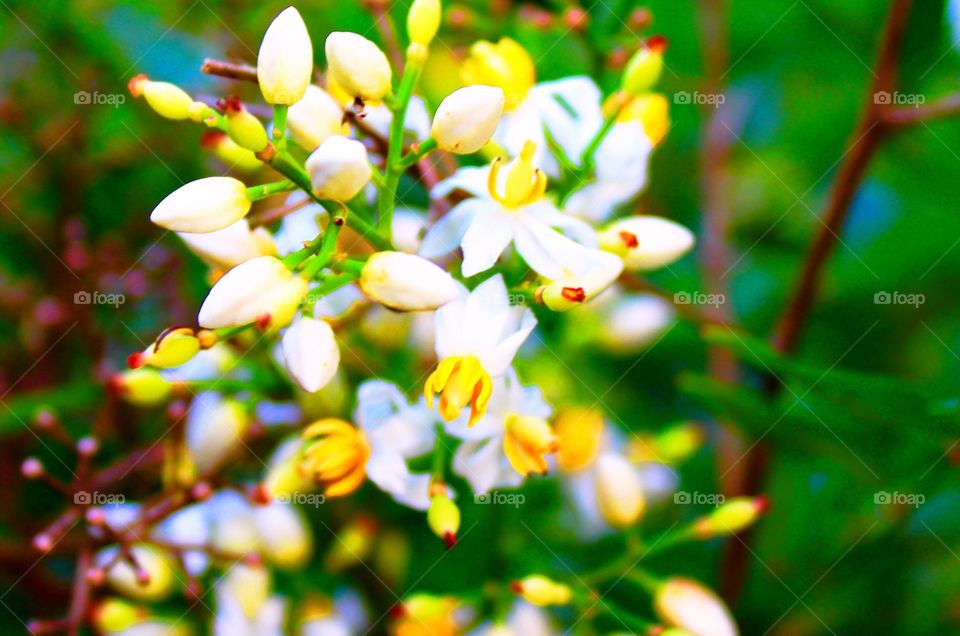 Clusters of yellow and white flowers