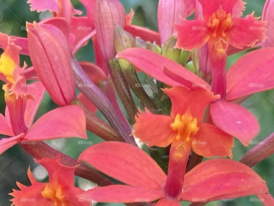 Flor de orquídea vermelha. Pequenas florzinhas vermelhas com miolo amarelo formando um cacho grande.