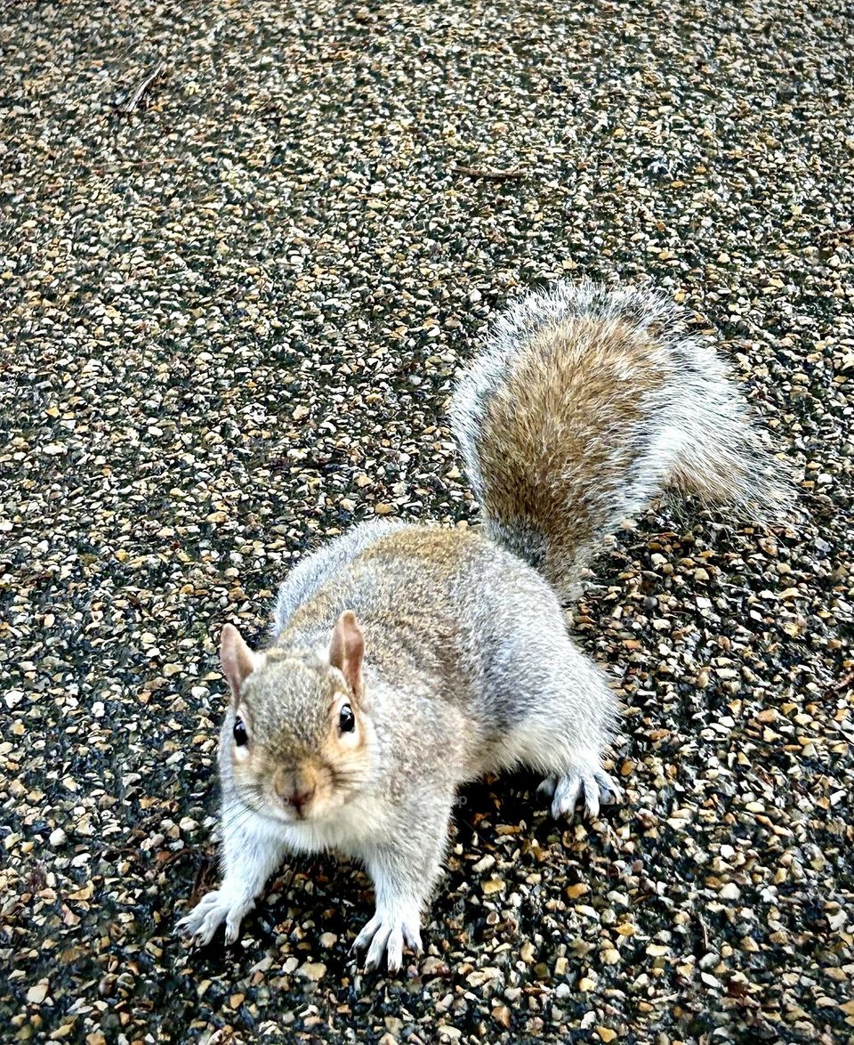 Hide Park , London Juanary 2023 . 