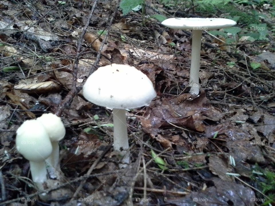 mushroom growth stages