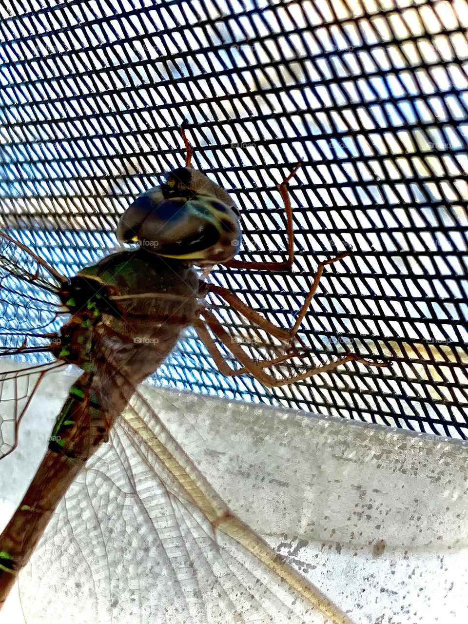 Dragonfly Close-Up And The Face Looks Like It Has An Animal Nose With Whiskers And Mouth 