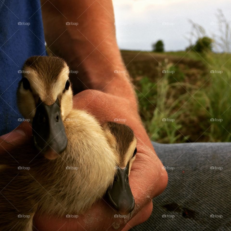 Baby ducks 