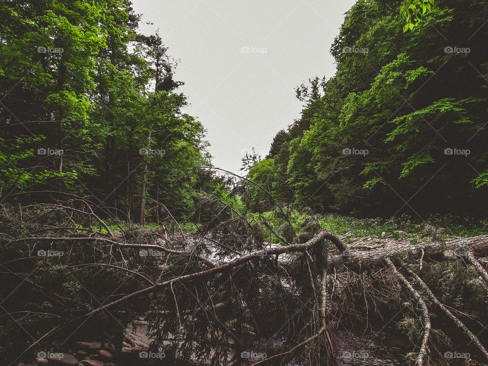 Arkville, New York, sun, sky, clouds, mountains, river, nature summer, top of the mountain , Landscape, view, panoramic view, forest, river, fallen tree, 