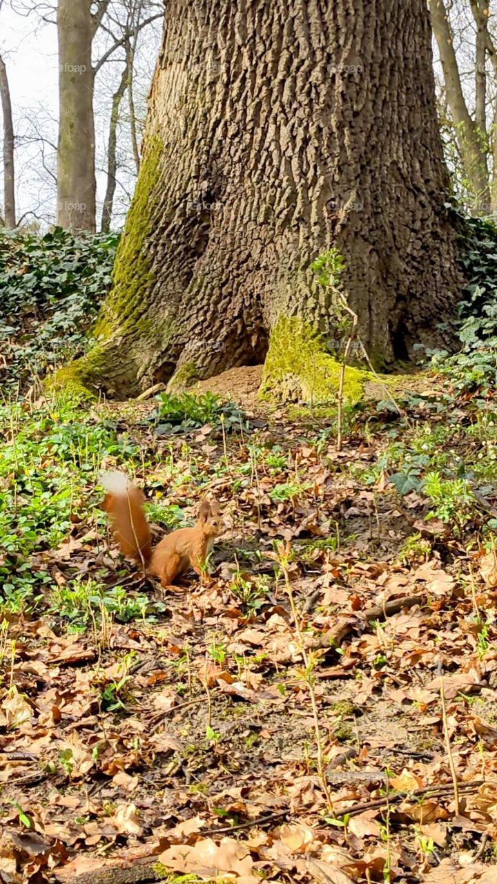 Squirrel catch the sunlight