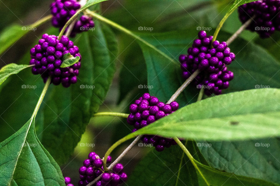 Beautiful wild berries
