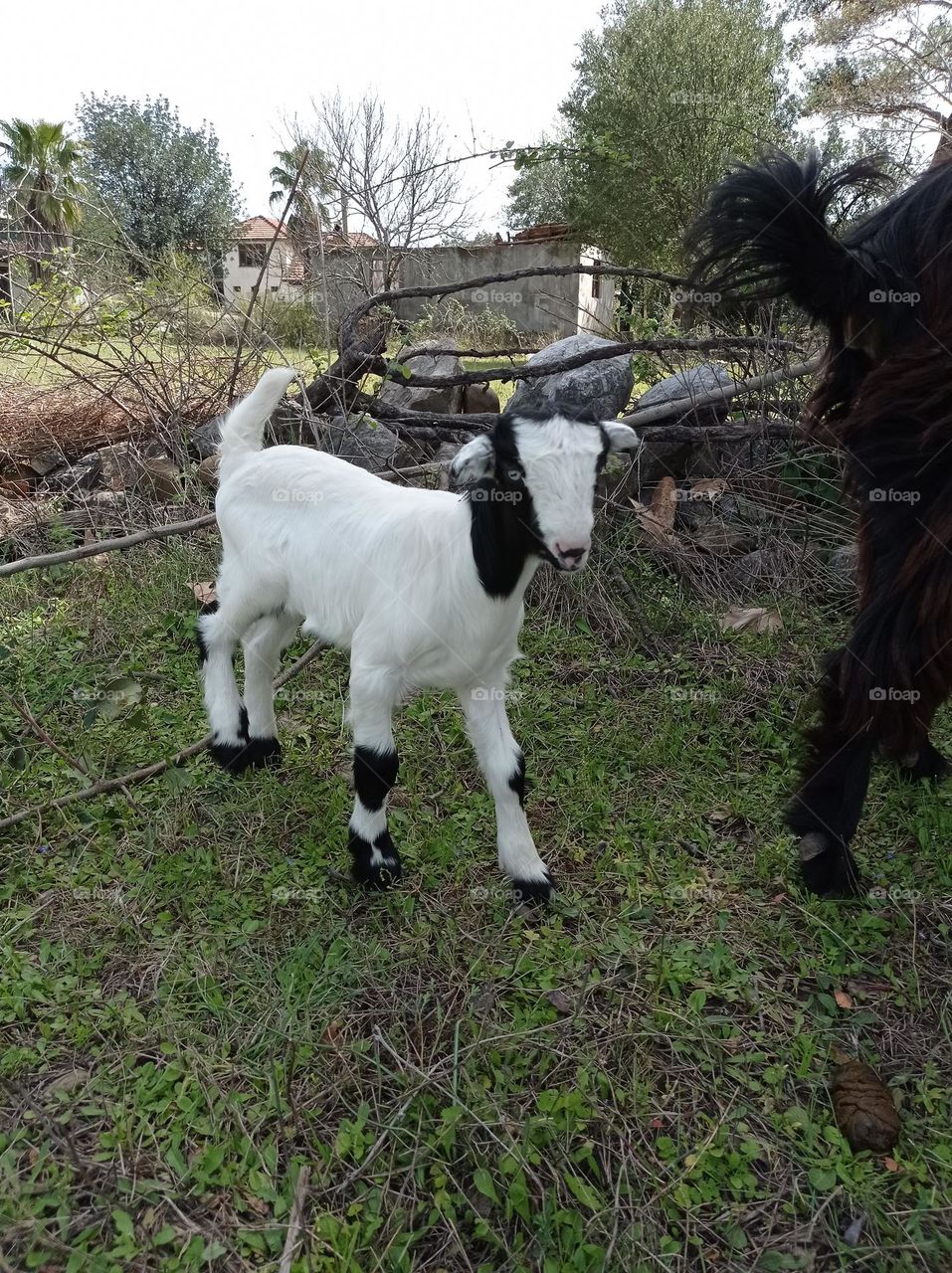 minigoat