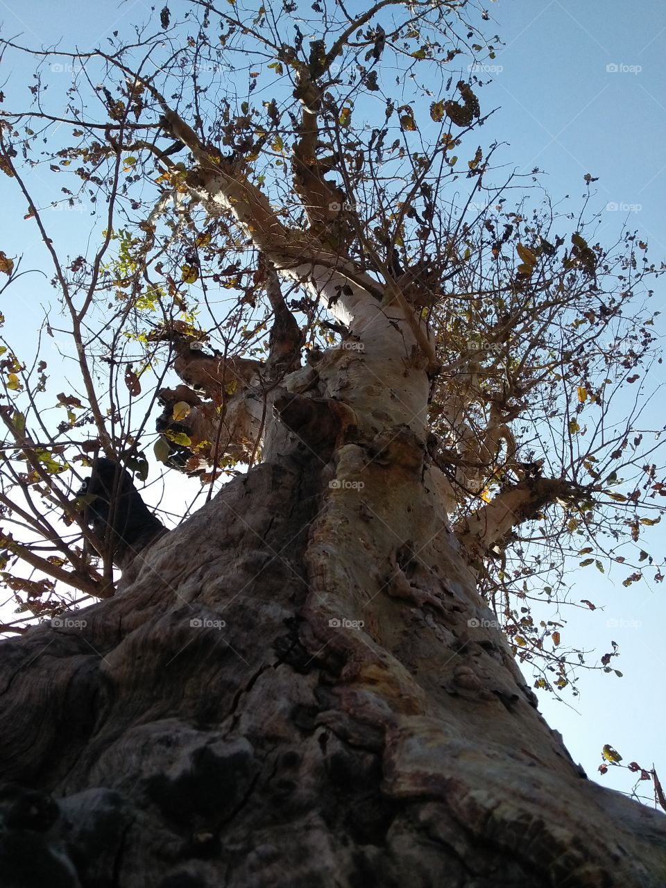 tree with sky