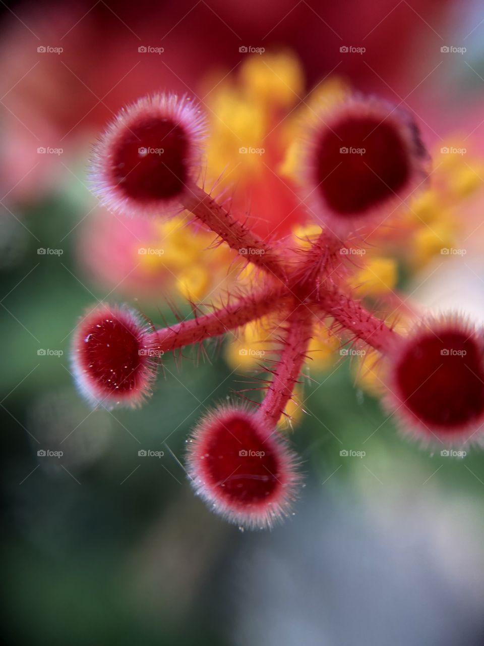Hibiscus- macro photography 