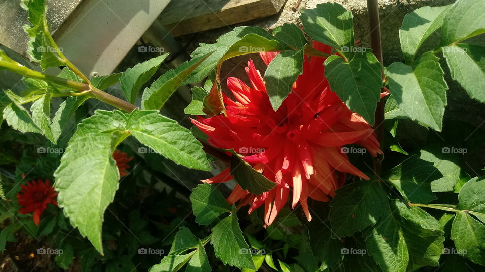 FLOR DAHLIA VERMELHA