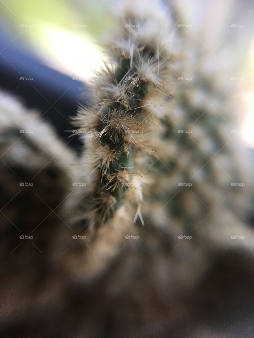 Cactus