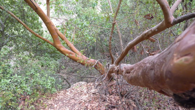 An Arbutus Tree