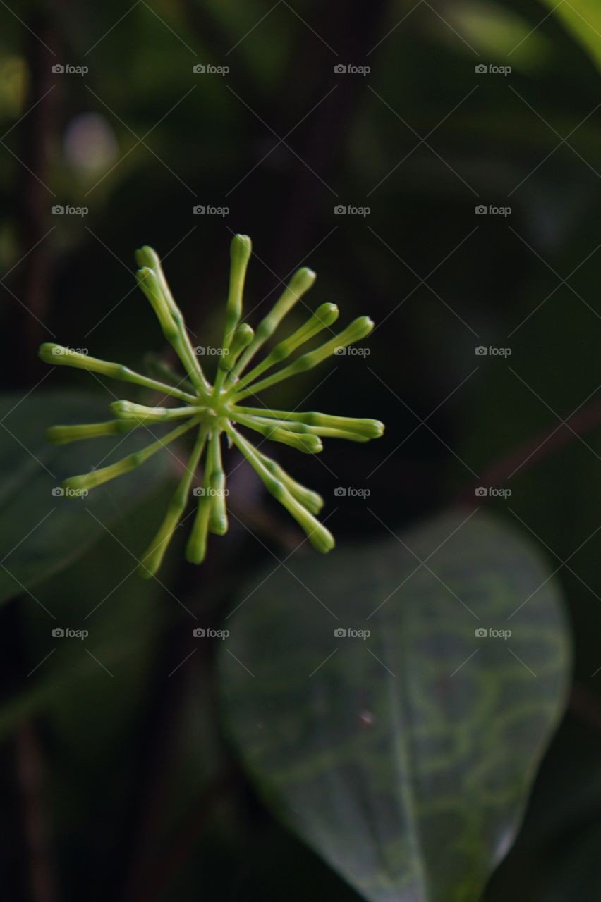 a kind of floral in the yard of house