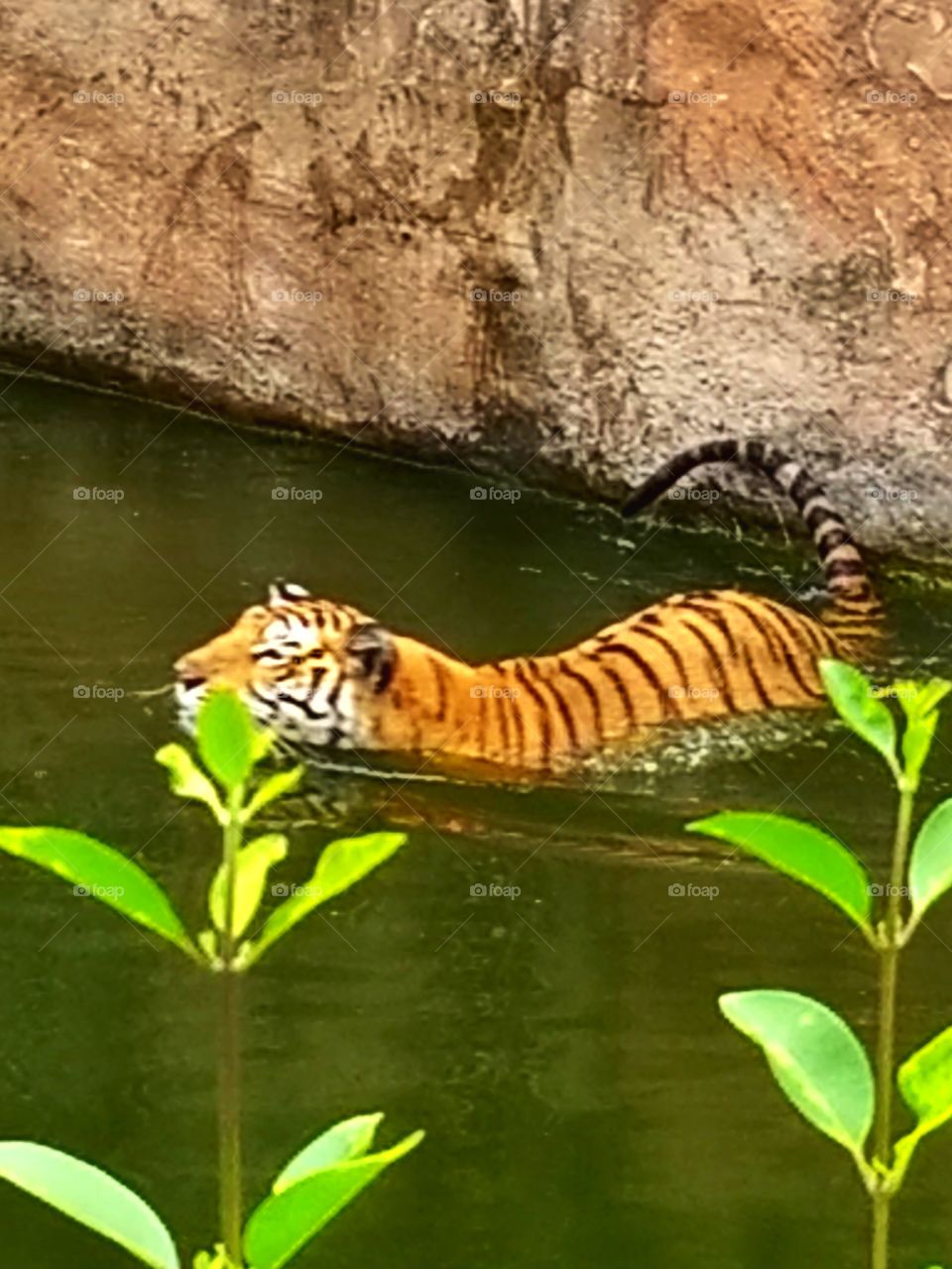 Tiger - Nehru Zoological Park, Hyderabad