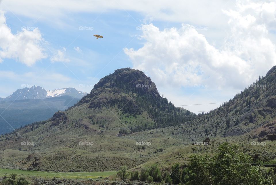 Hawk over hills. with Montana's mountains in the distance