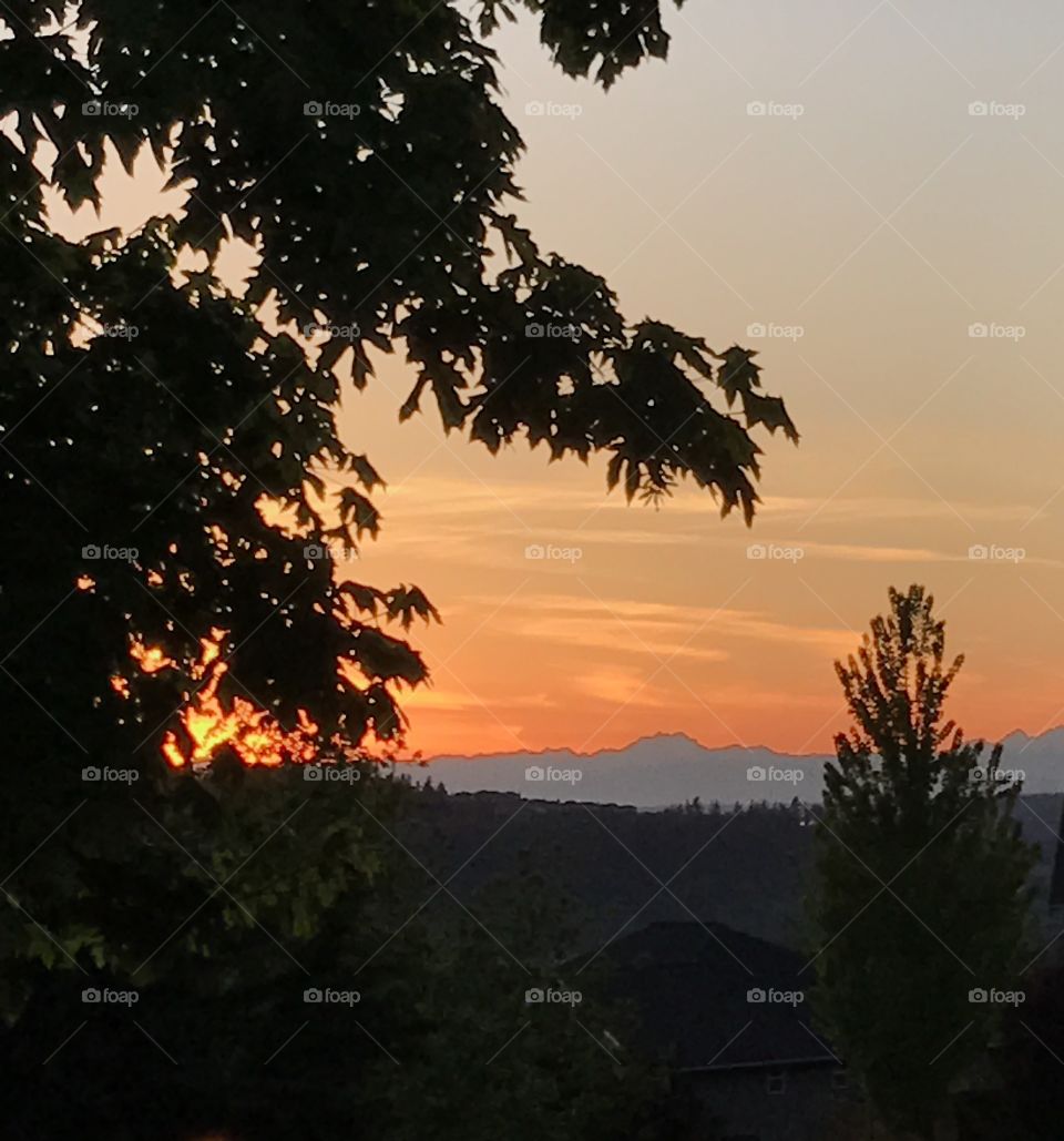 Sunset through the trees