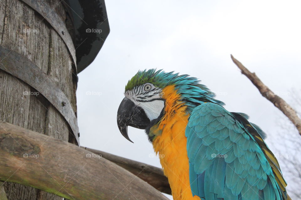 Blue and gold macaw